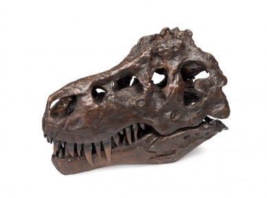 buy t rex skull