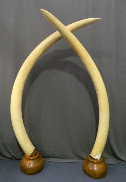 A magnificent and very large pair of African Elephant Tusks - Theodore