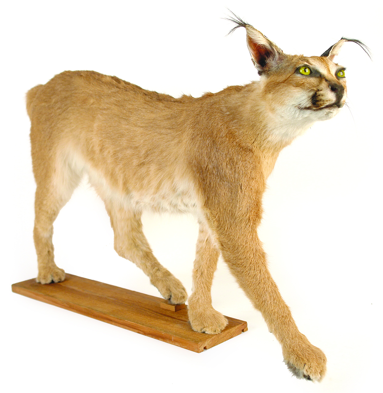 A taxidermied African Caracal cat Cordy's Find Lots Online