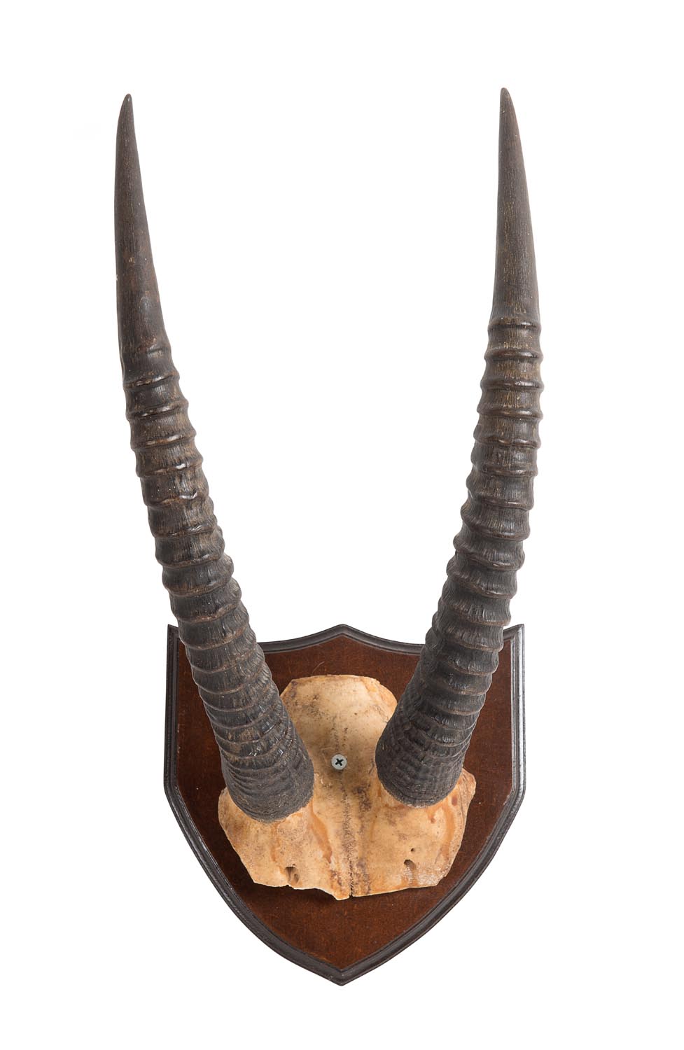 A pair of mounted Roan Antelope horns Tanzania mid 20th Century