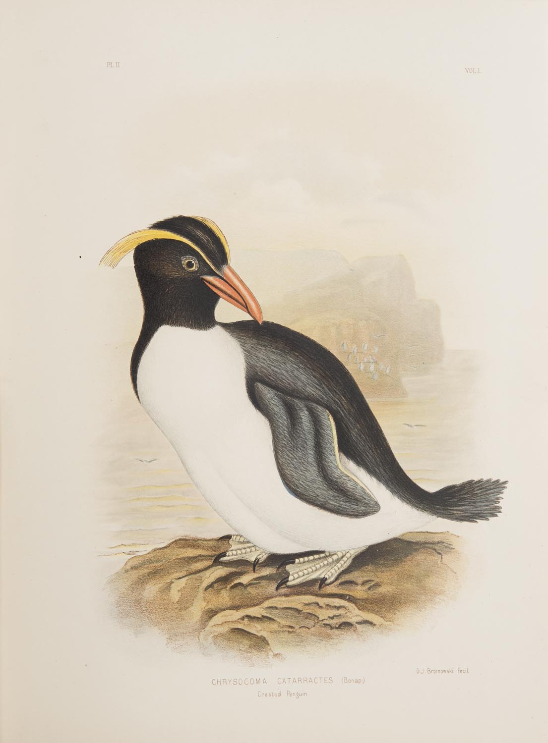 Хохлатый Пингвин рисунок