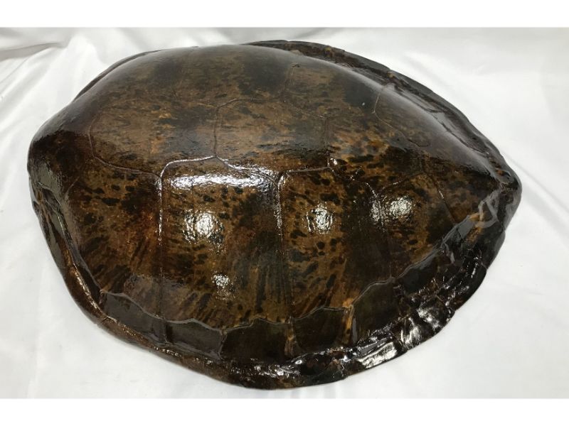 A Large Sea Turtle Shell - Theodore Bruce | Find Lots Online